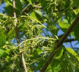 Fraxinus pennsylvanica