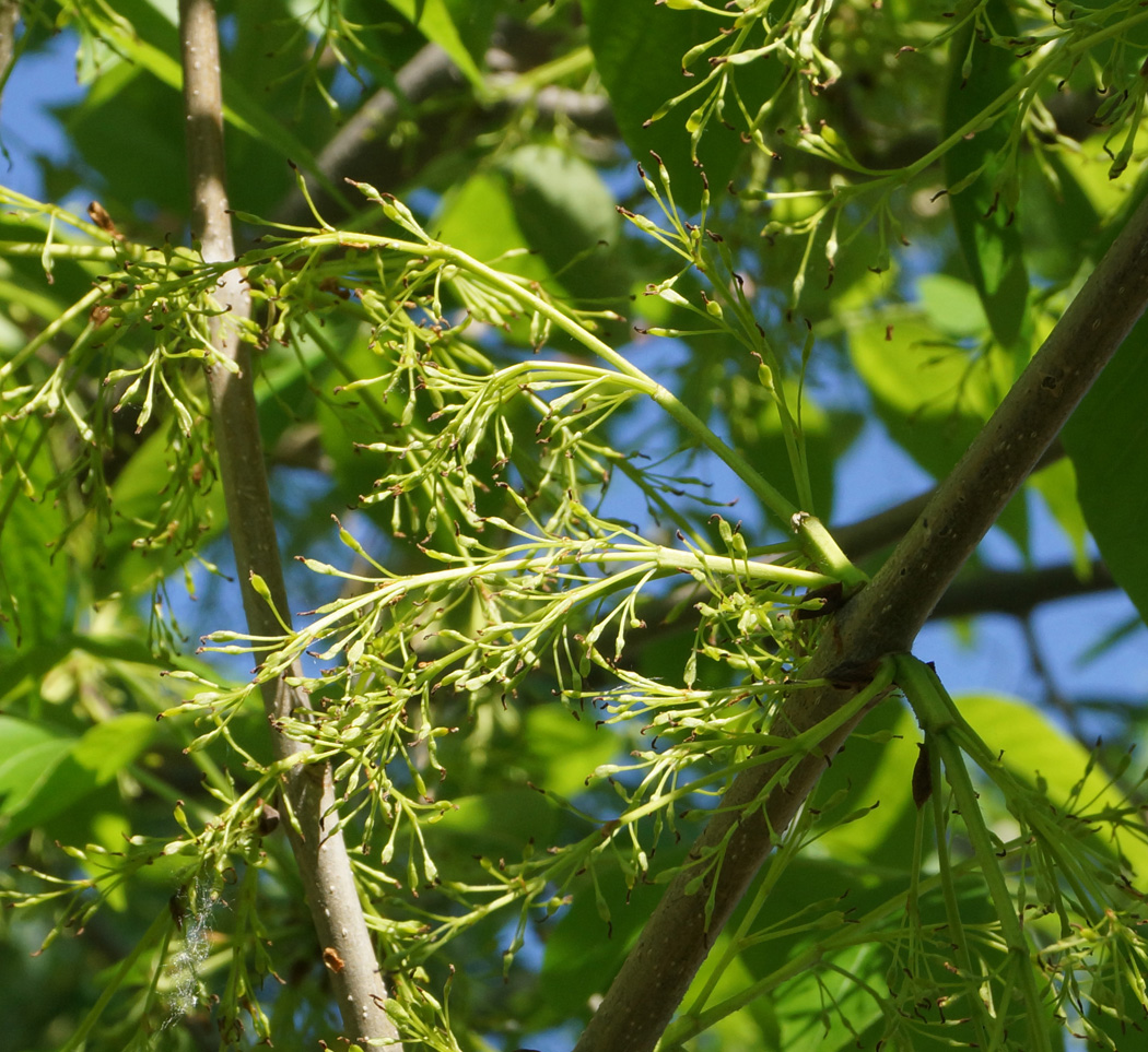 Image of Fraxinus pennsylvanica specimen.