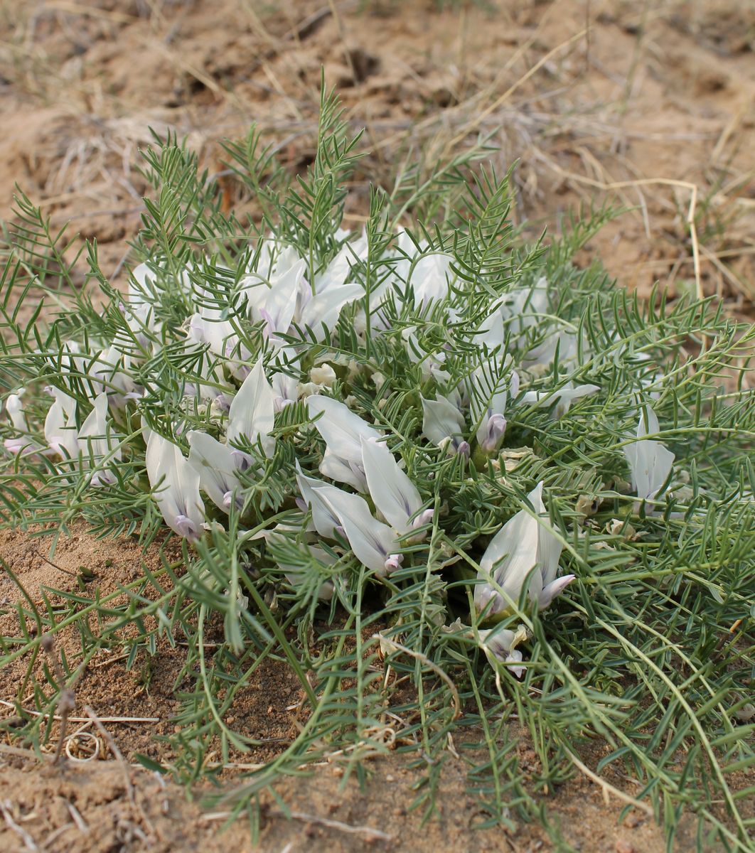 Image of Oxytropis squammulosa specimen.