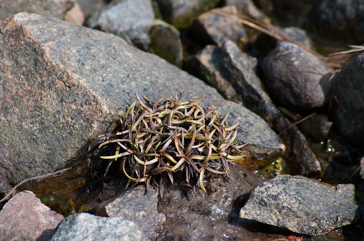 Image of Plantago maritima ssp. subpolaris specimen.