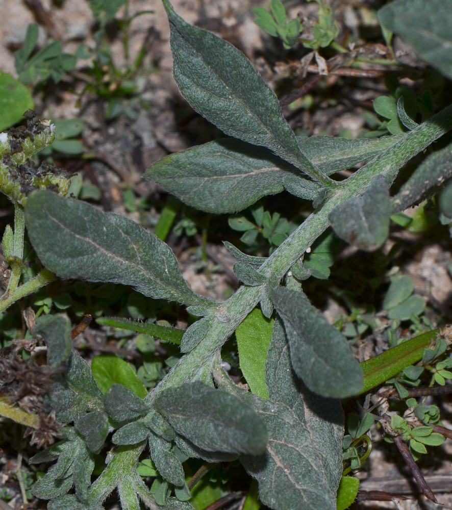 Изображение особи Heliotropium erosum.