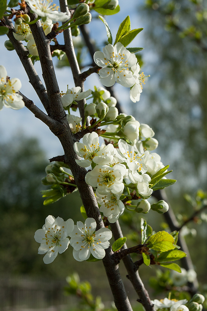 Image of Prunus domestica specimen.