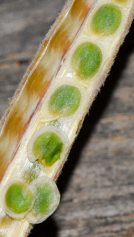 Image of Matthiola incana specimen.