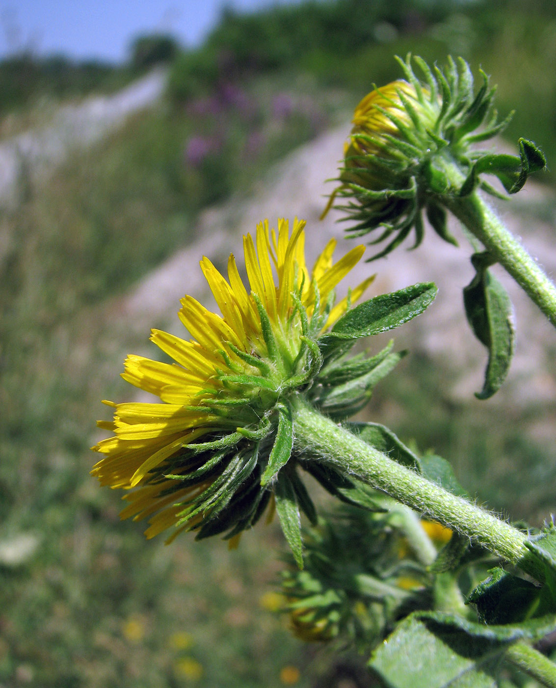 Image of Inula britannica specimen.