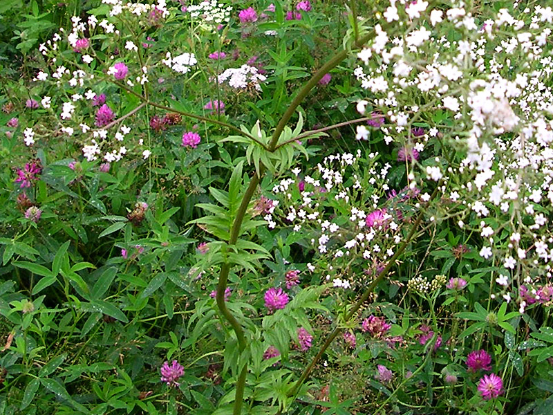 Image of genus Valeriana specimen.