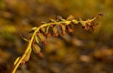 Epipactis atrorubens