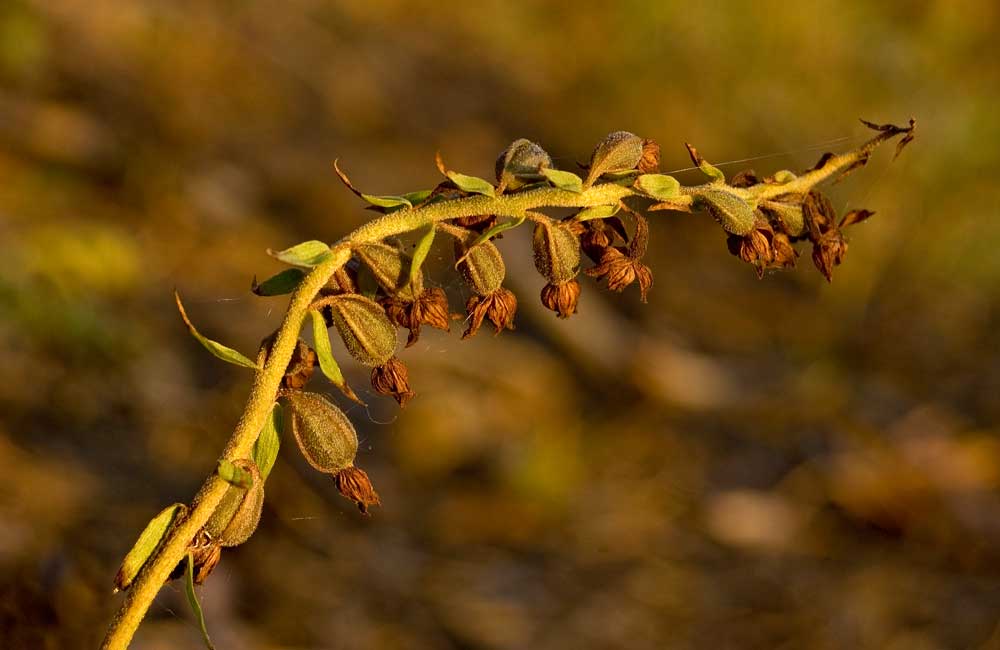 Image of Epipactis atrorubens specimen.