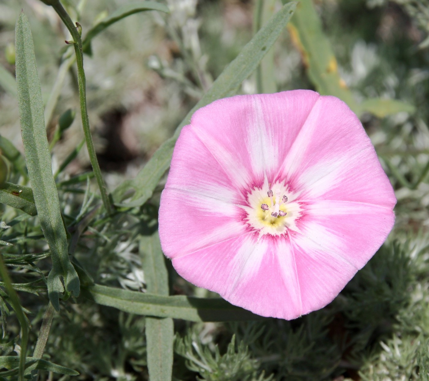 Image of Convolvulus chinensis specimen.