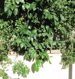 Citrus × paradisi. Верхушки веток. Израиль, Шарон, пос. Кфар Шмариягу, в культуре, во дворе. 10.01.2016.