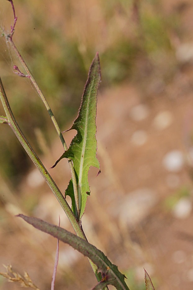 Image of Lactuca tatarica specimen.