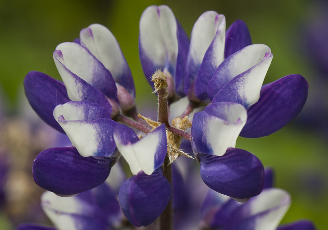 Image of Lupinus &times; regalis specimen.