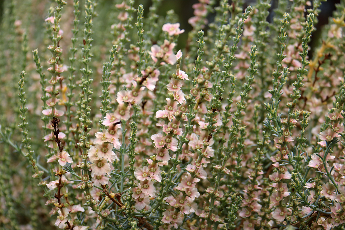 Image of Salsola oppositifolia specimen.