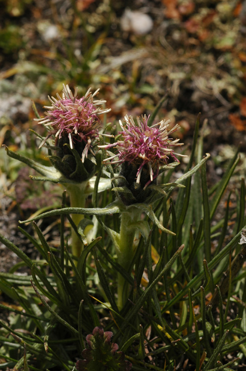 Изображение особи Saussurea leucophylla.