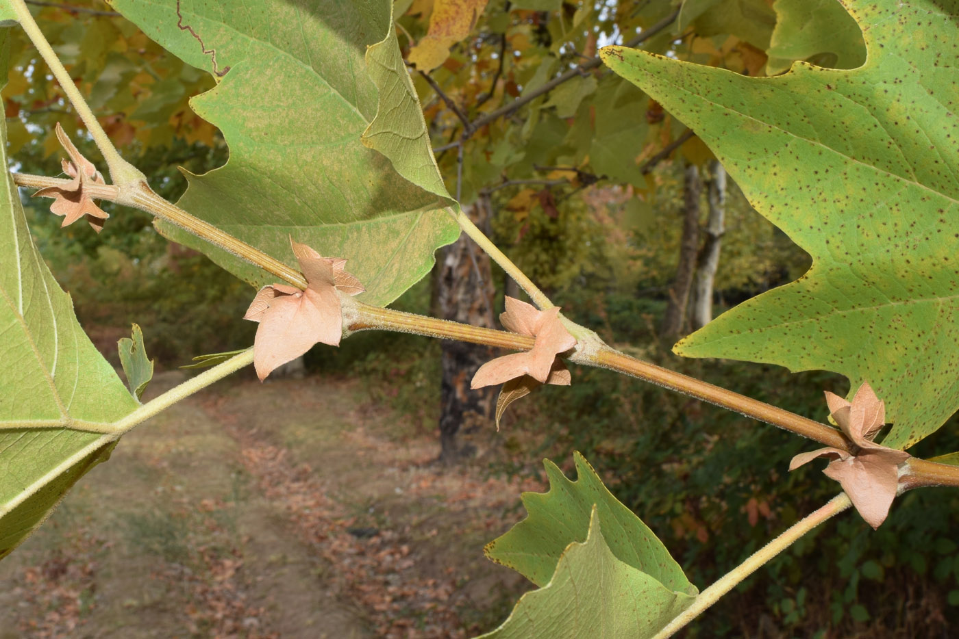 Image of Platanus orientalis specimen.