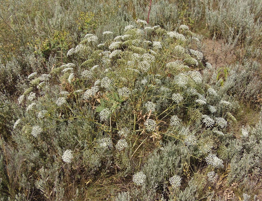 Image of Falcaria vulgaris specimen.