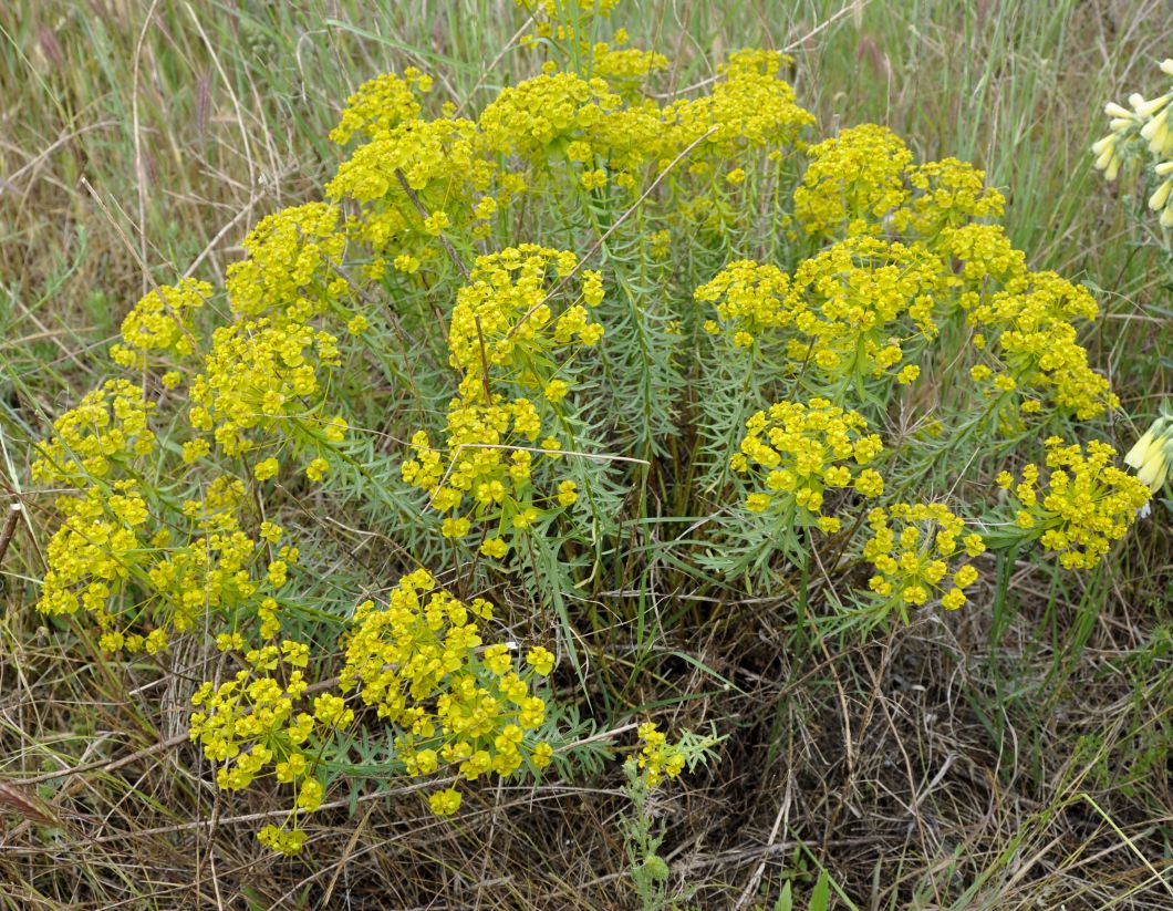 Изображение особи род Euphorbia.