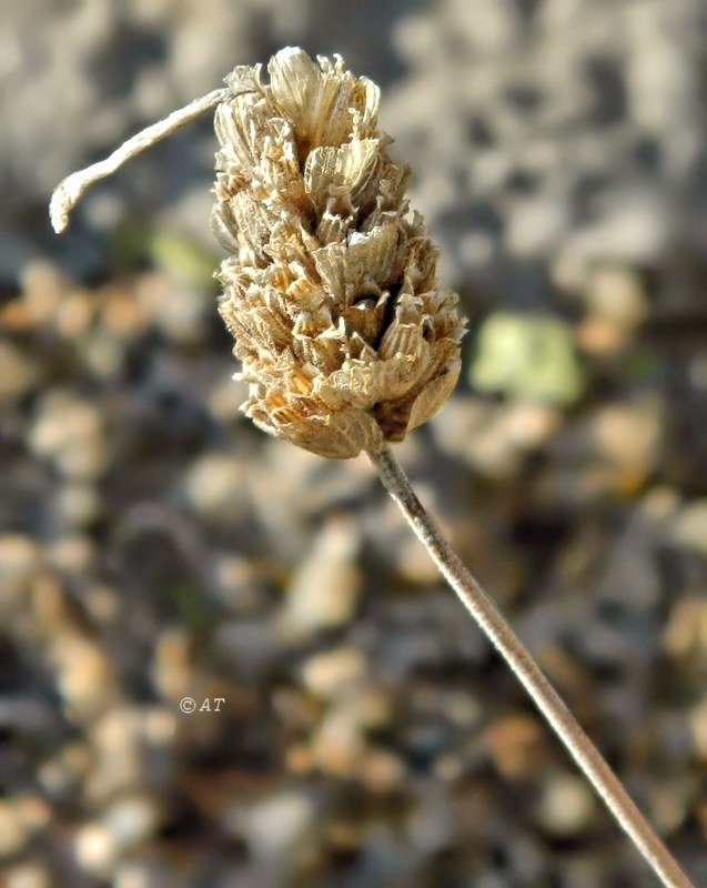 Image of Lavandula pedunculata specimen.