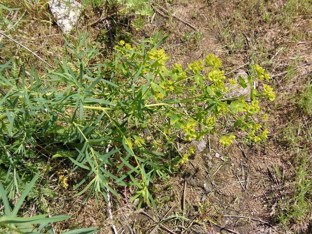 Image of Euphorbia virgata specimen.