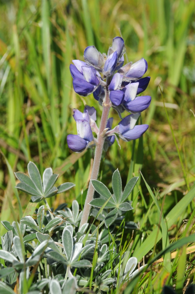 Изображение особи Lupinus albifrons.