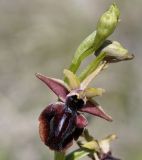 Ophrys mammosa