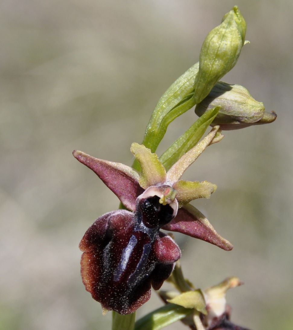 Изображение особи Ophrys mammosa.