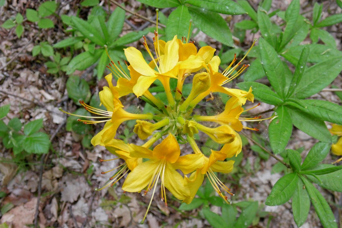 Изображение особи Rhododendron luteum.