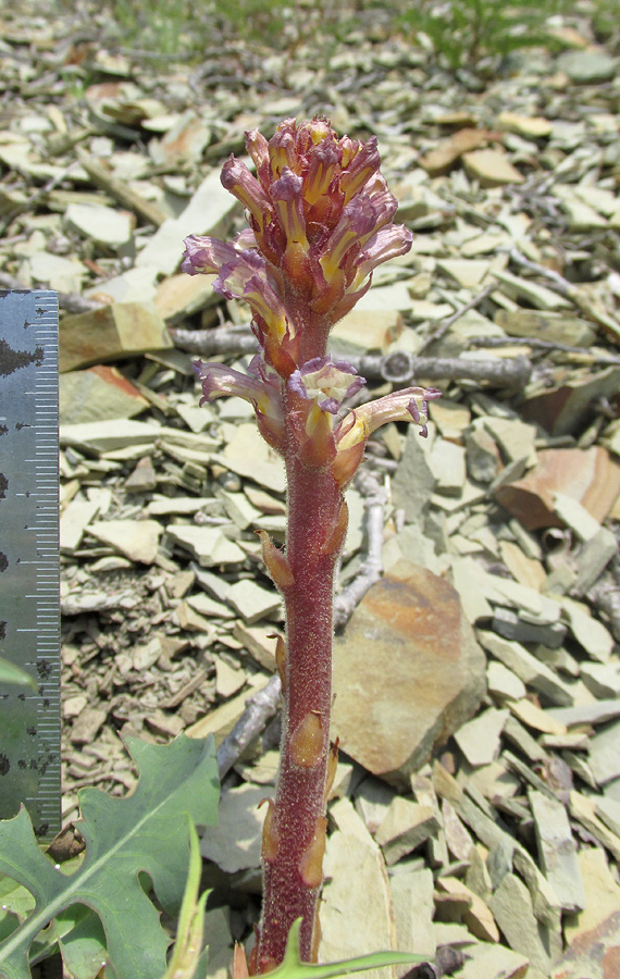 Image of Orobanche grenieri specimen.