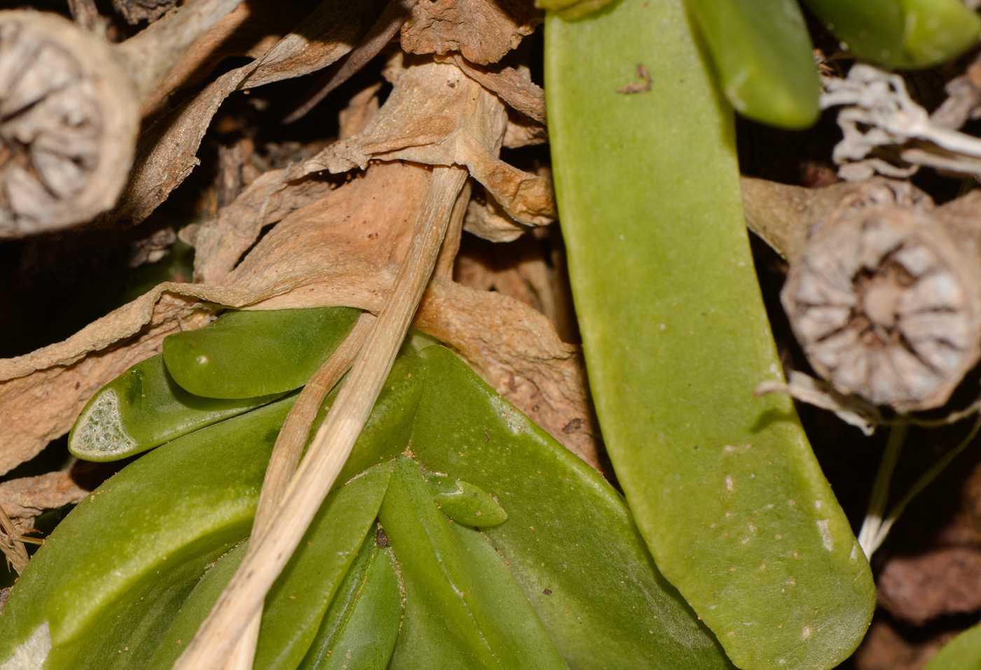 Image of Glottiphyllum linguiforme specimen.