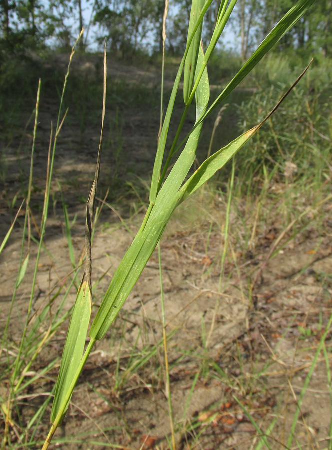 Изображение особи Bromopsis inermis.