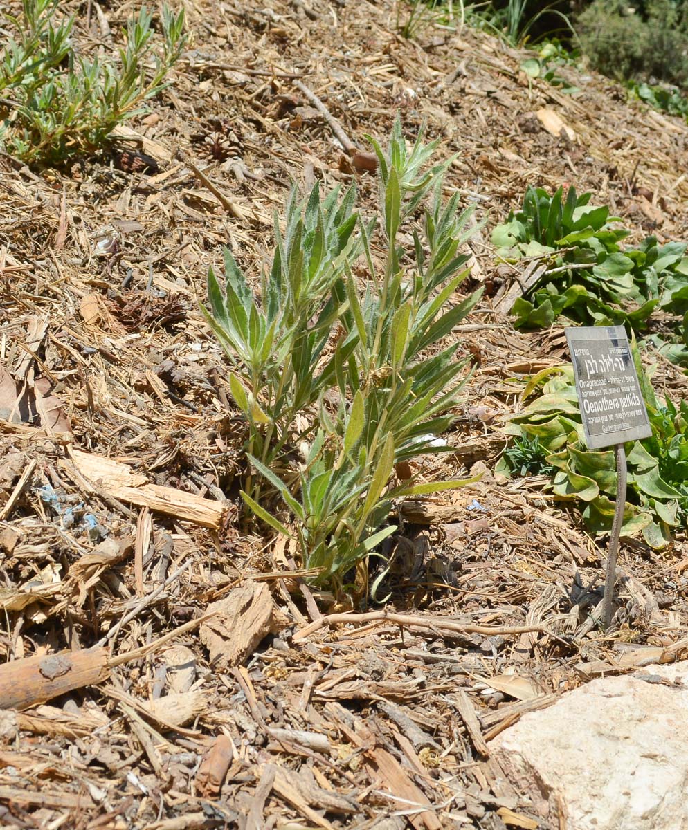 Image of Oenothera pallida specimen.