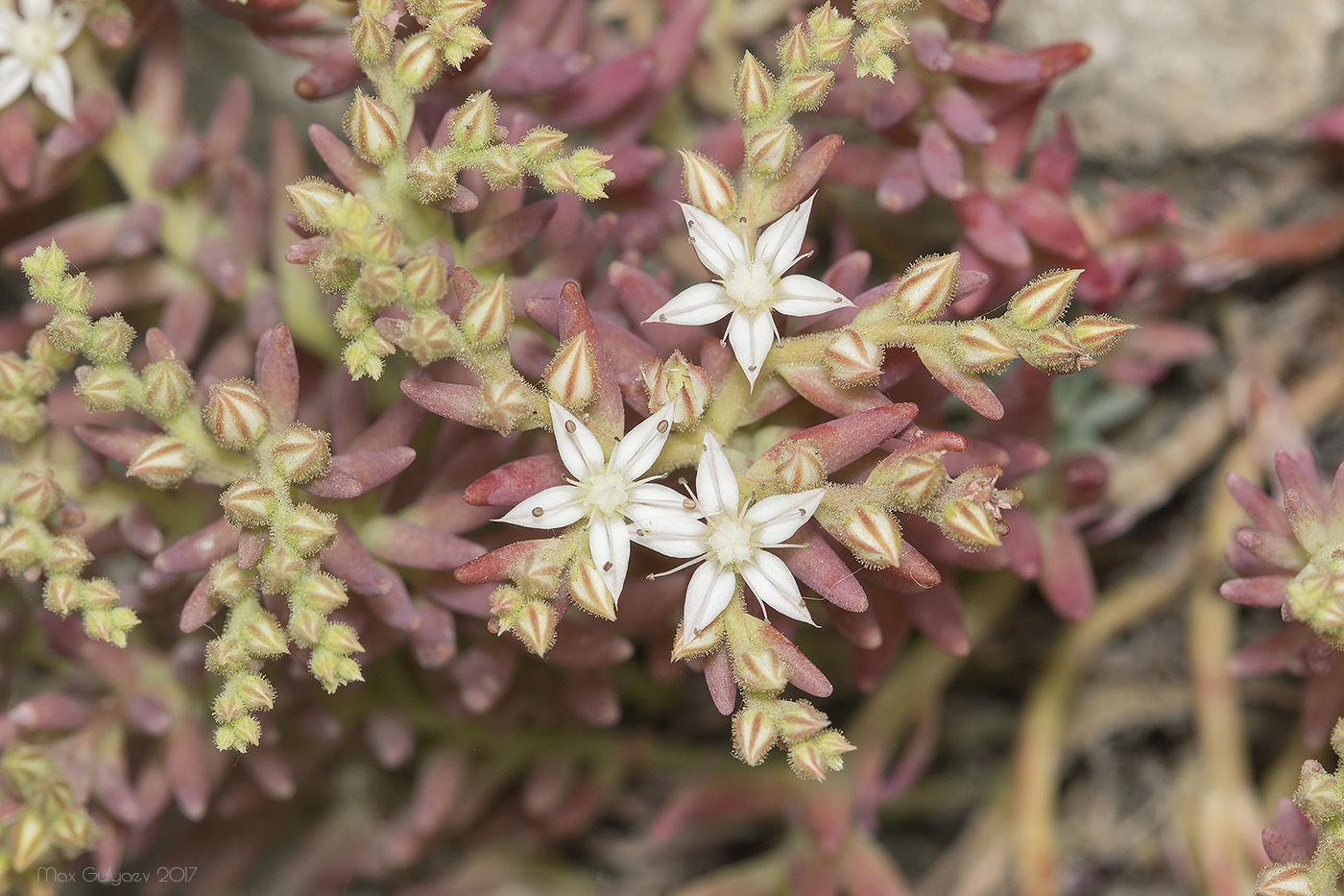 Image of Sedum pallidum specimen.