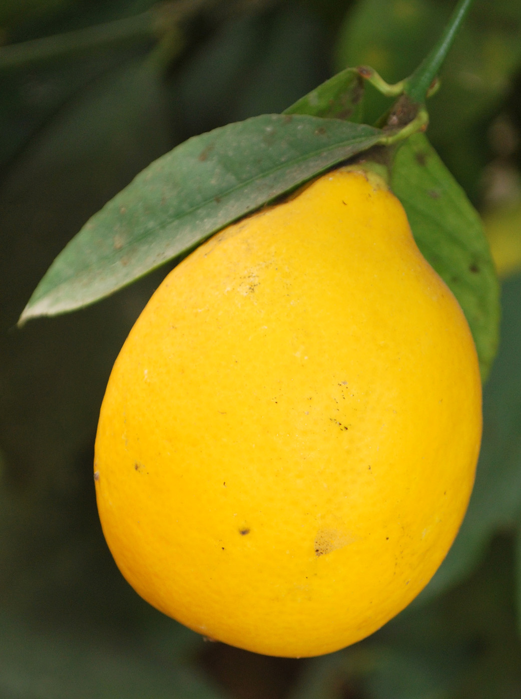 Image of Citrus limon specimen.