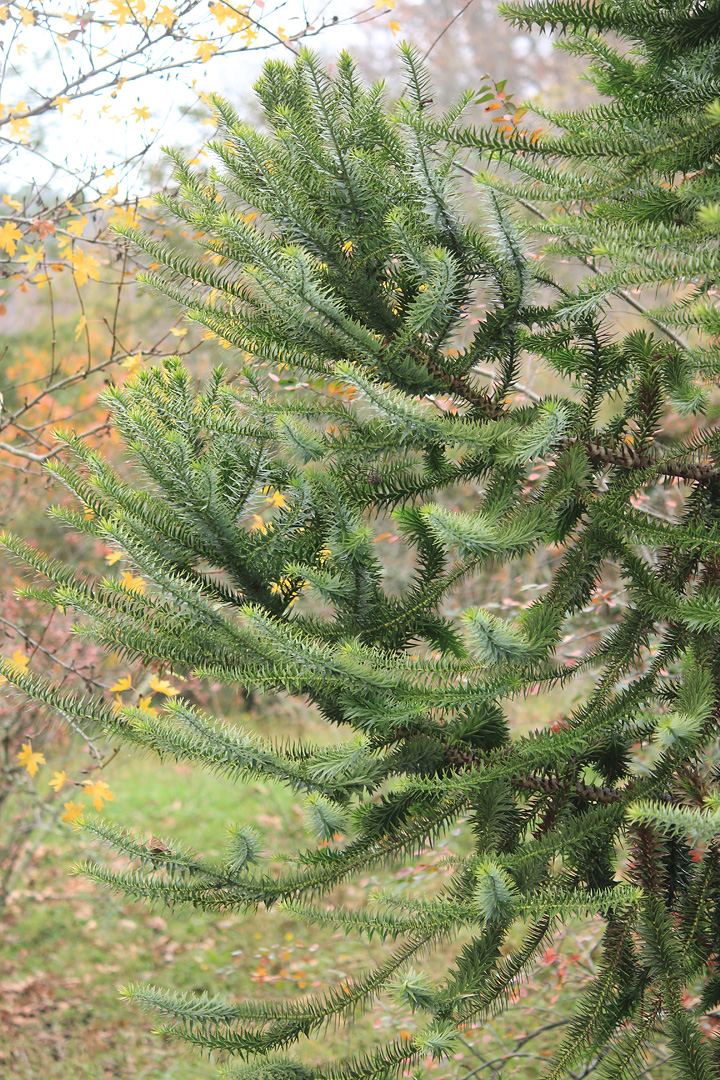 Image of Araucaria angustifolia specimen.