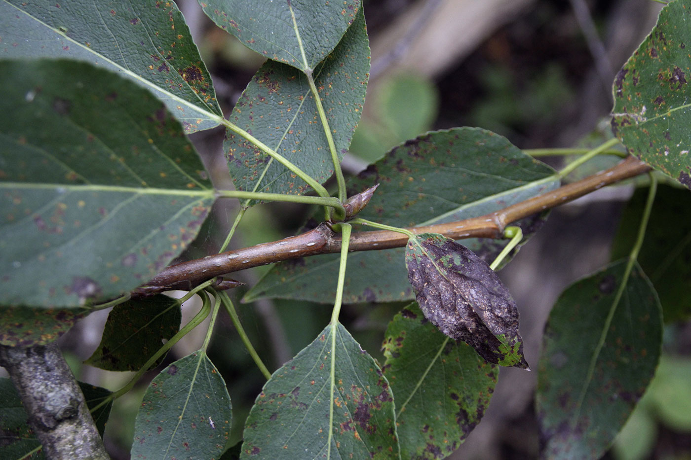 Image of Populus trichocarpa specimen.