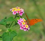 Lantana camara. Верхушка побега с соцветиями и кормящейся бабочкой-геликонидой (Agraulis vanillae). Перу, г. Наска. 4 марта 2014 г.