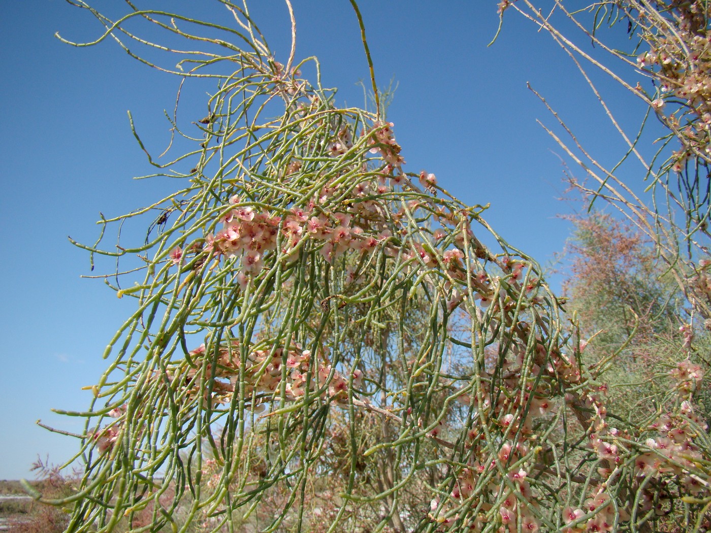 Image of Haloxylon aphyllum specimen.