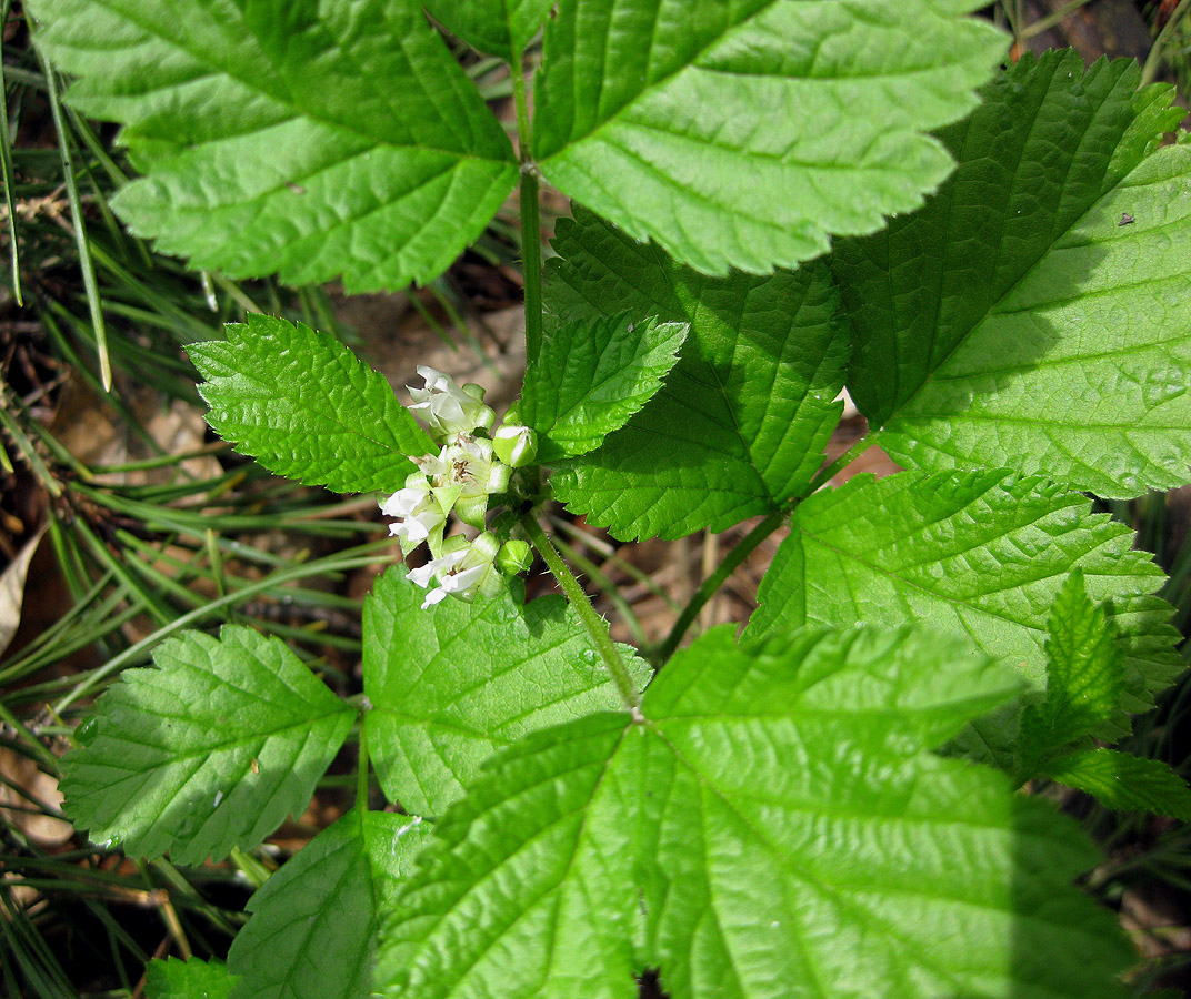 Image of Rubus saxatilis specimen.