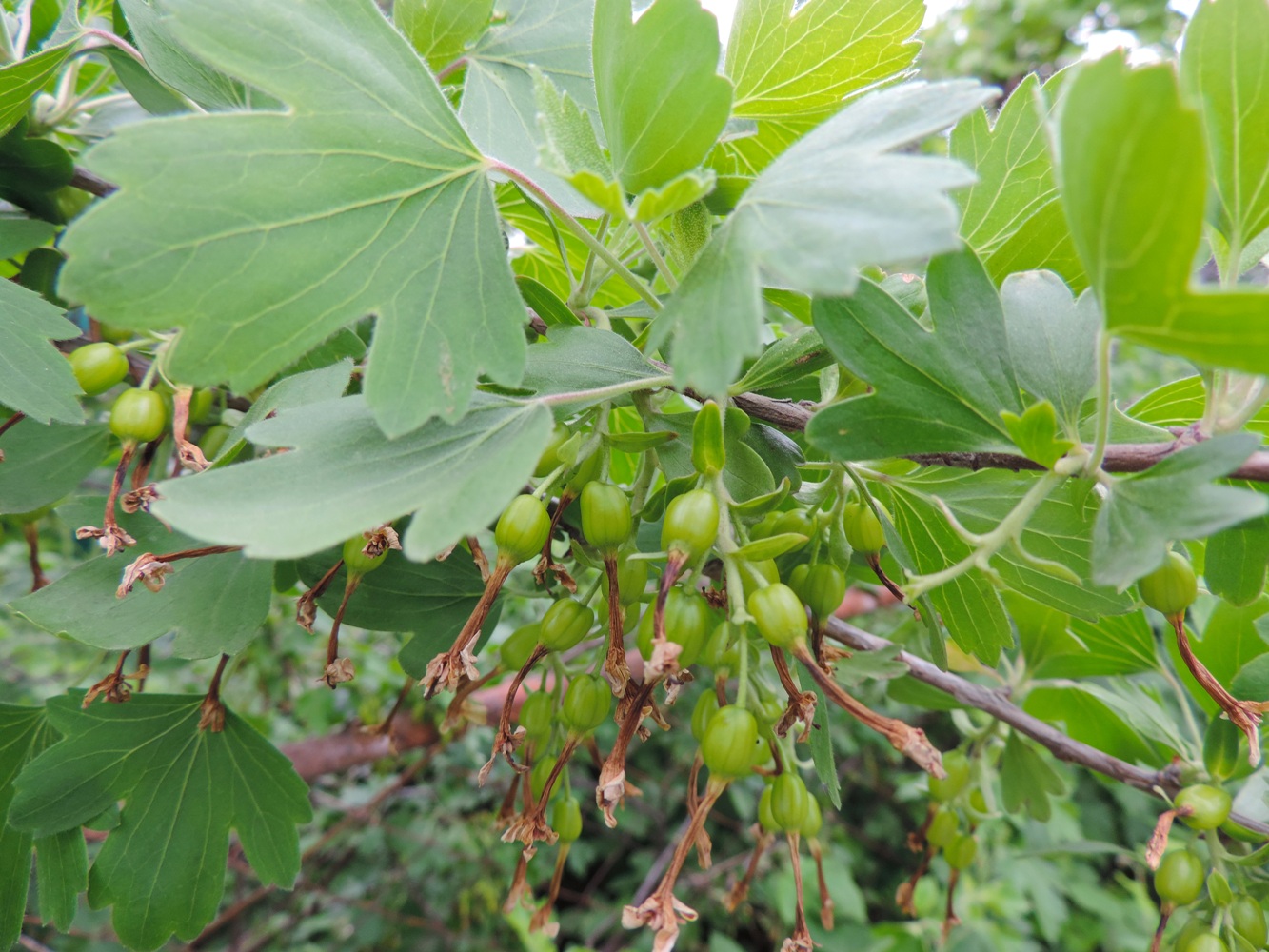 Image of Ribes aureum specimen.