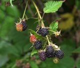 Rubus allegheniensis