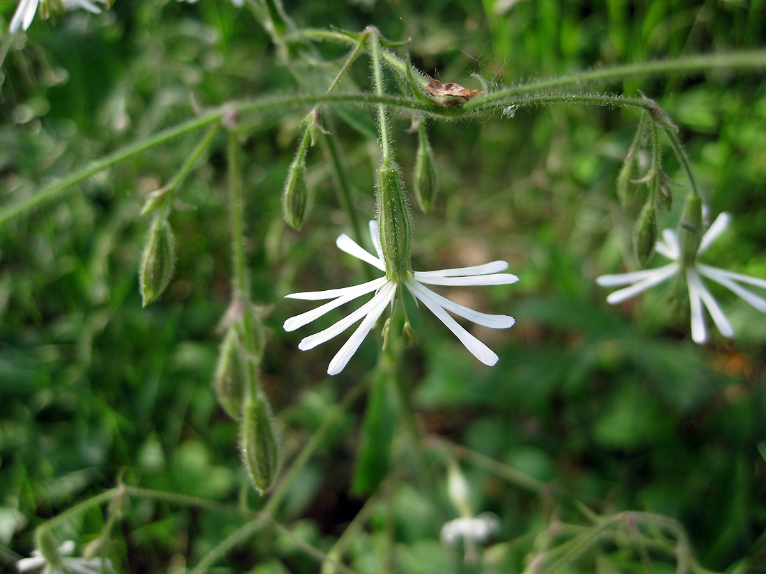 Image of Silene nutans specimen.