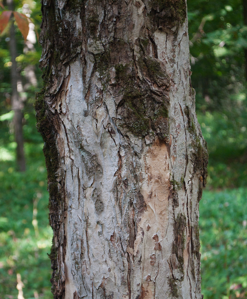 Image of Aesculus glabra specimen.