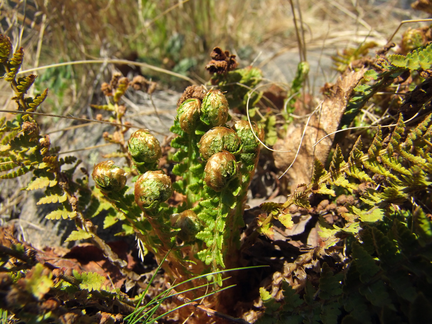 Image of Dryopteris fragrans specimen.