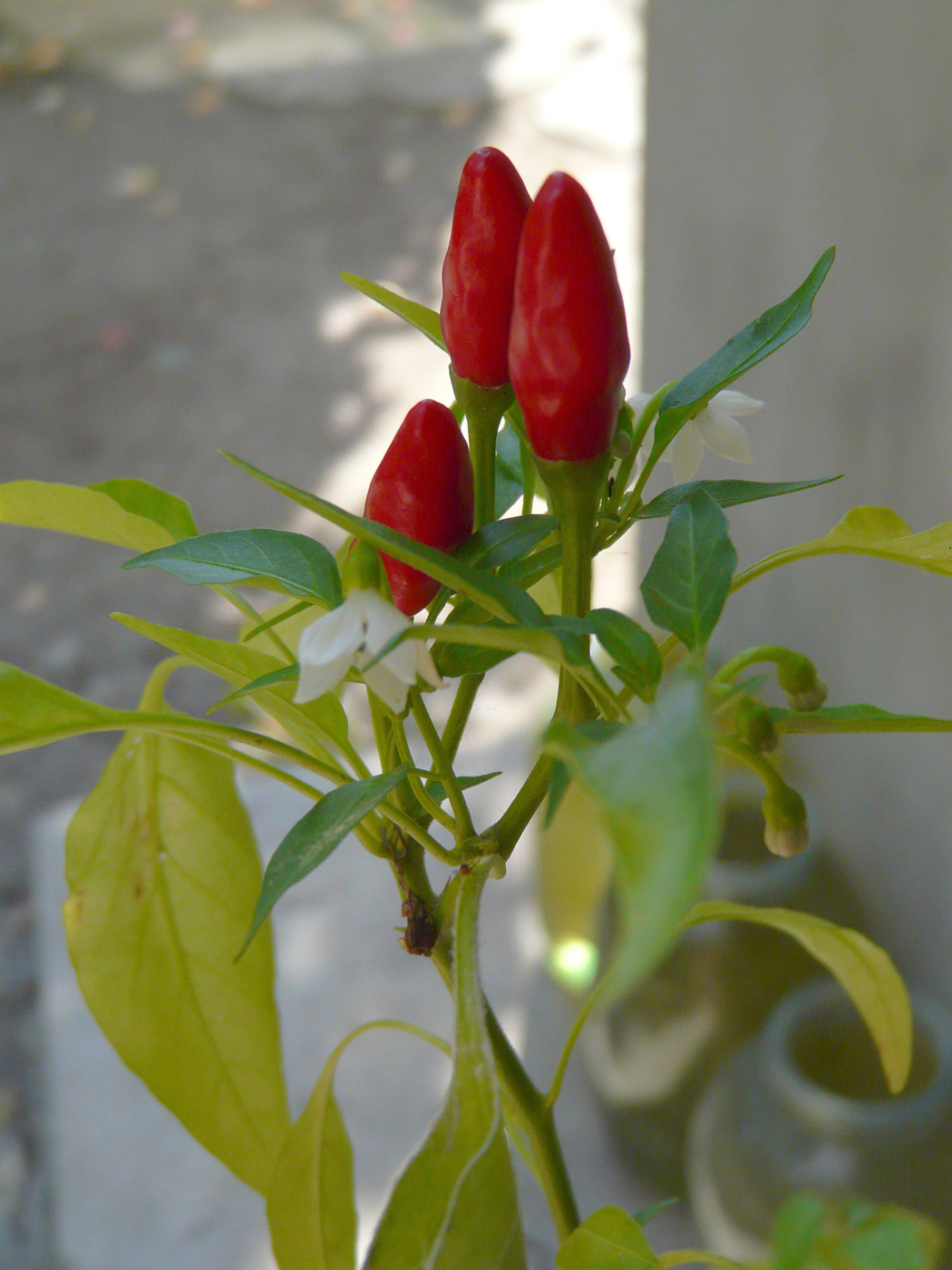 Image of Capsicum annuum specimen.