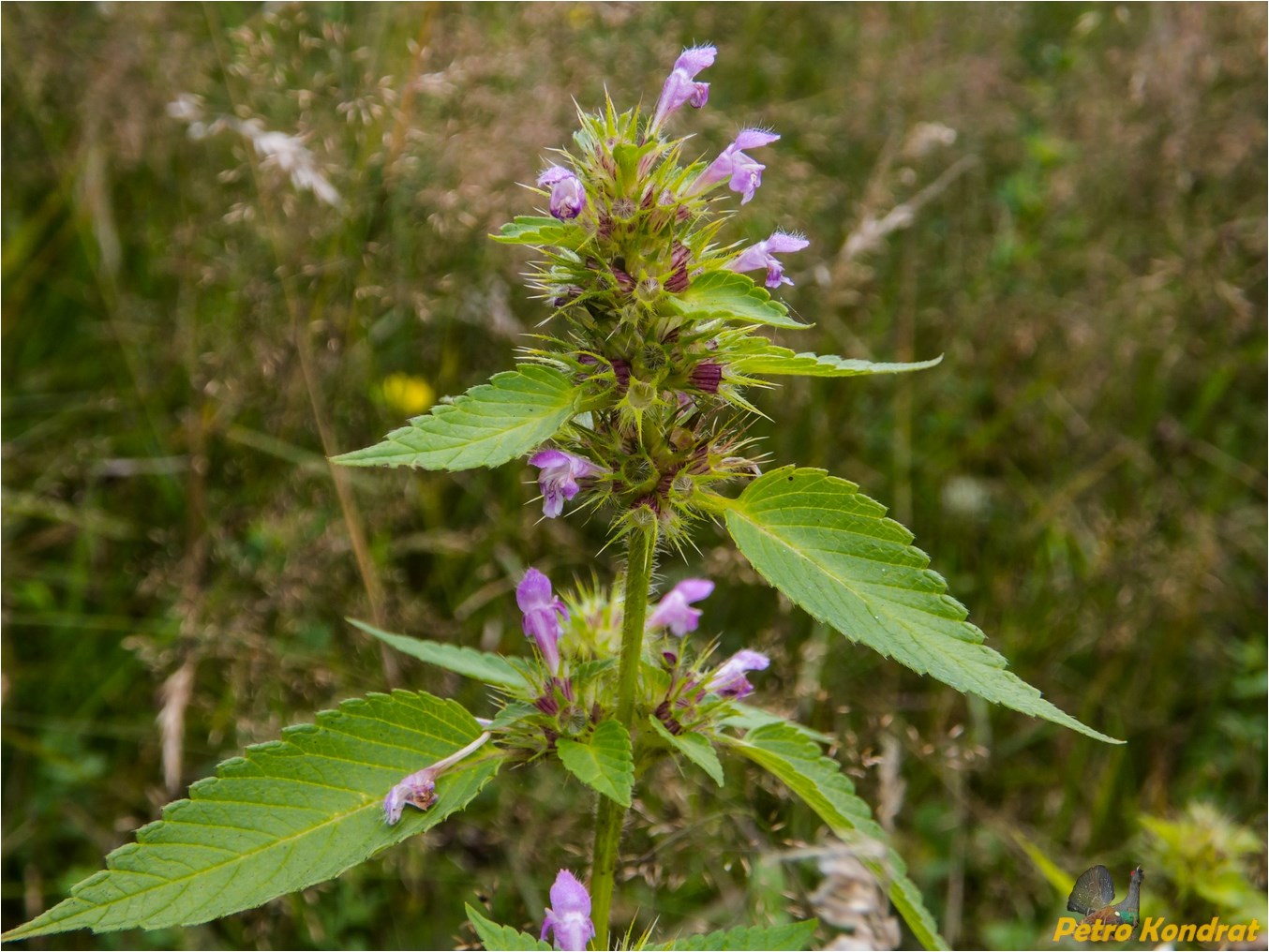 Image of genus Galeopsis specimen.