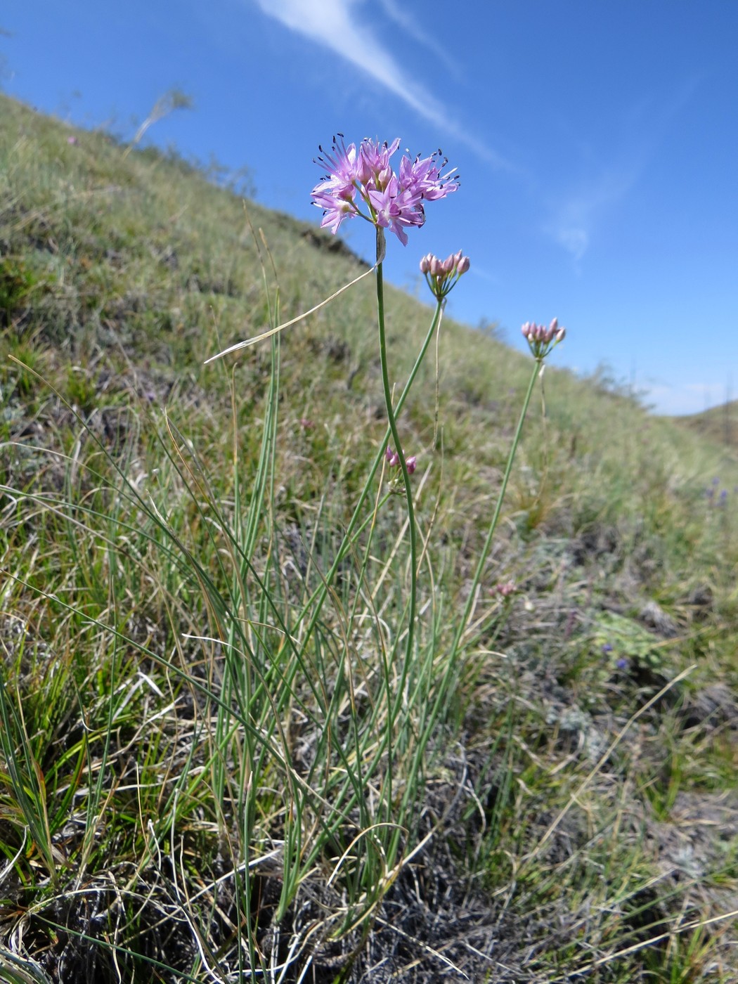 Изображение особи Allium eduardii.