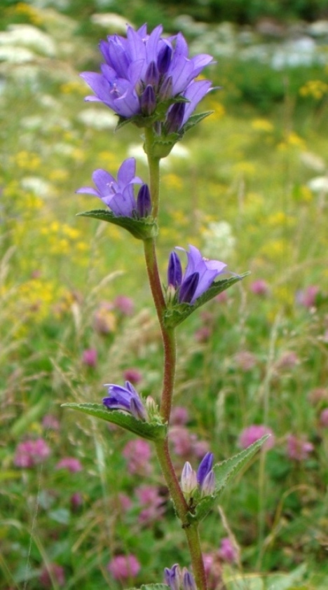 Image of Campanula oblongifolia specimen.