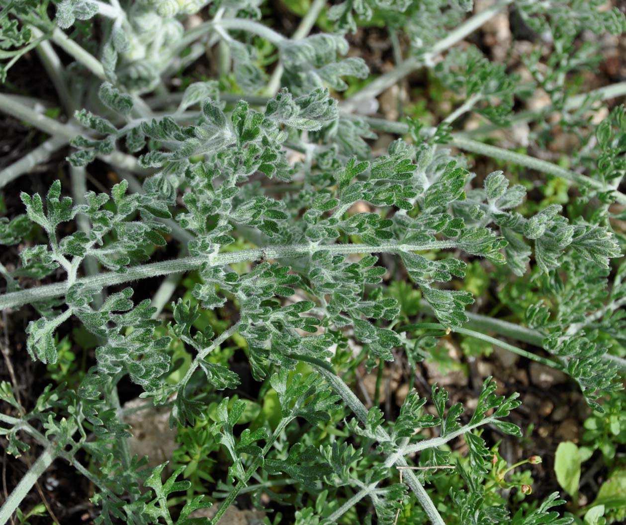 Image of Zosima absinthifolia specimen.