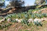 Drimia aphylla. Вегетирующие растения. Израиль, горный массив Хермон, мошав Неве Атив, около дороги. 02.02.2019.