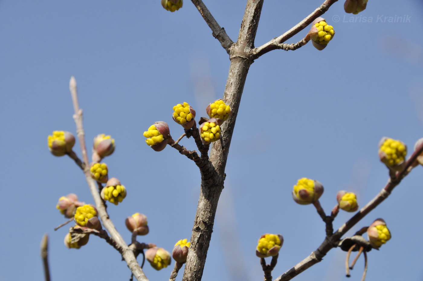 Image of Cornus mas specimen.