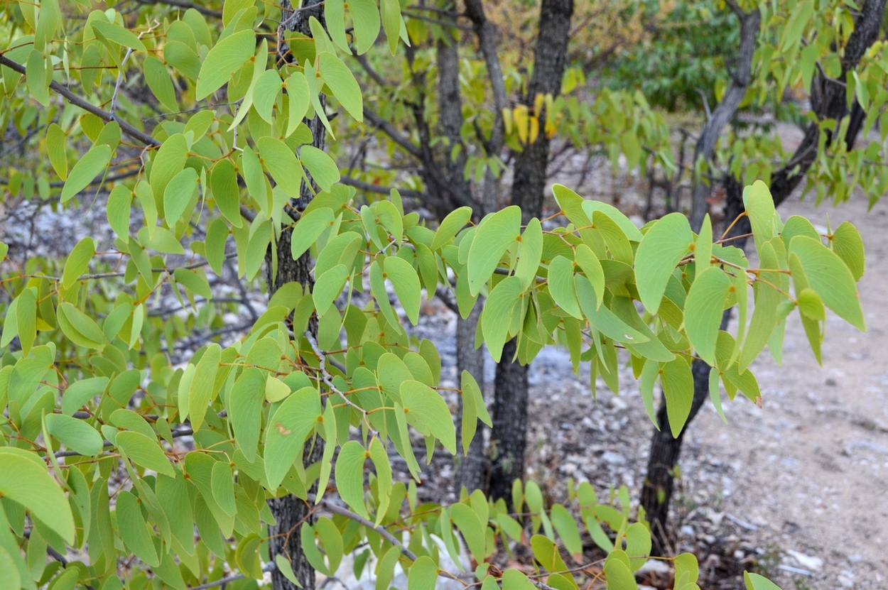 Image of Colophospermum mopane specimen.